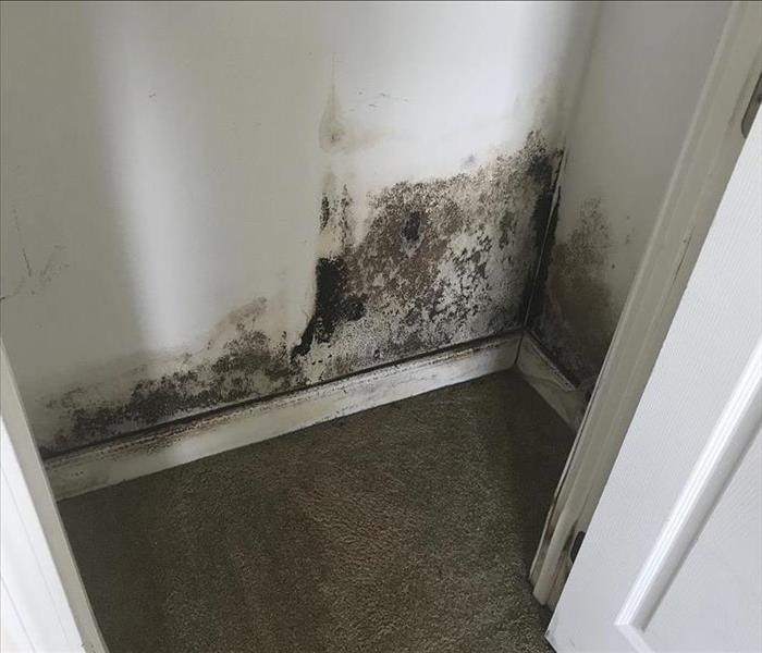 Mold growth on wall in a closet.